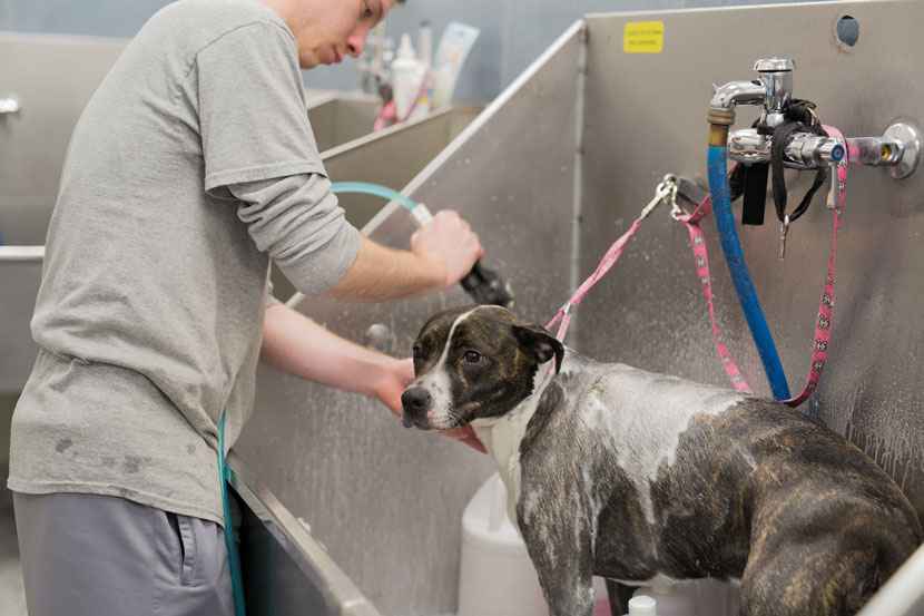 Chicago Dog Boarding and More Photos of the Facility