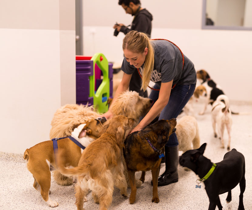 Chicago Dog Boarding and More Photos of the Facility