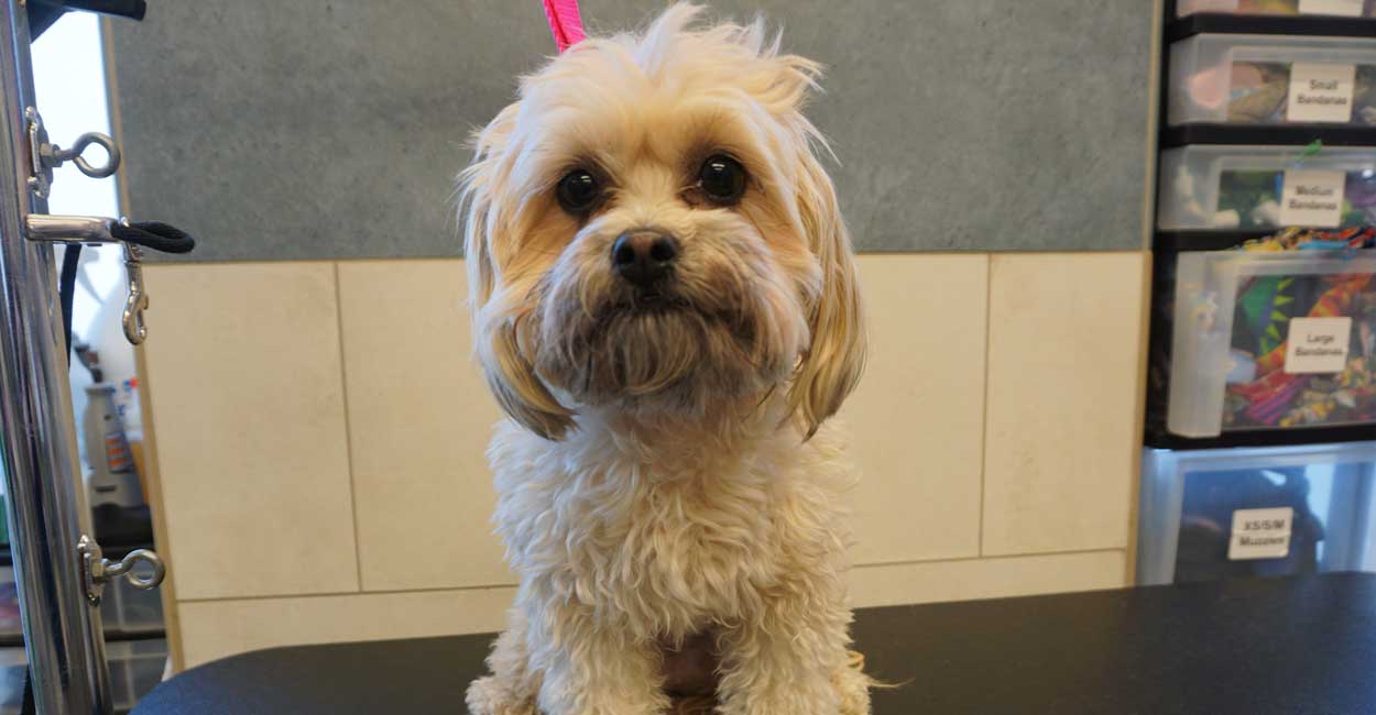 Chicago Dog Grooming Prices