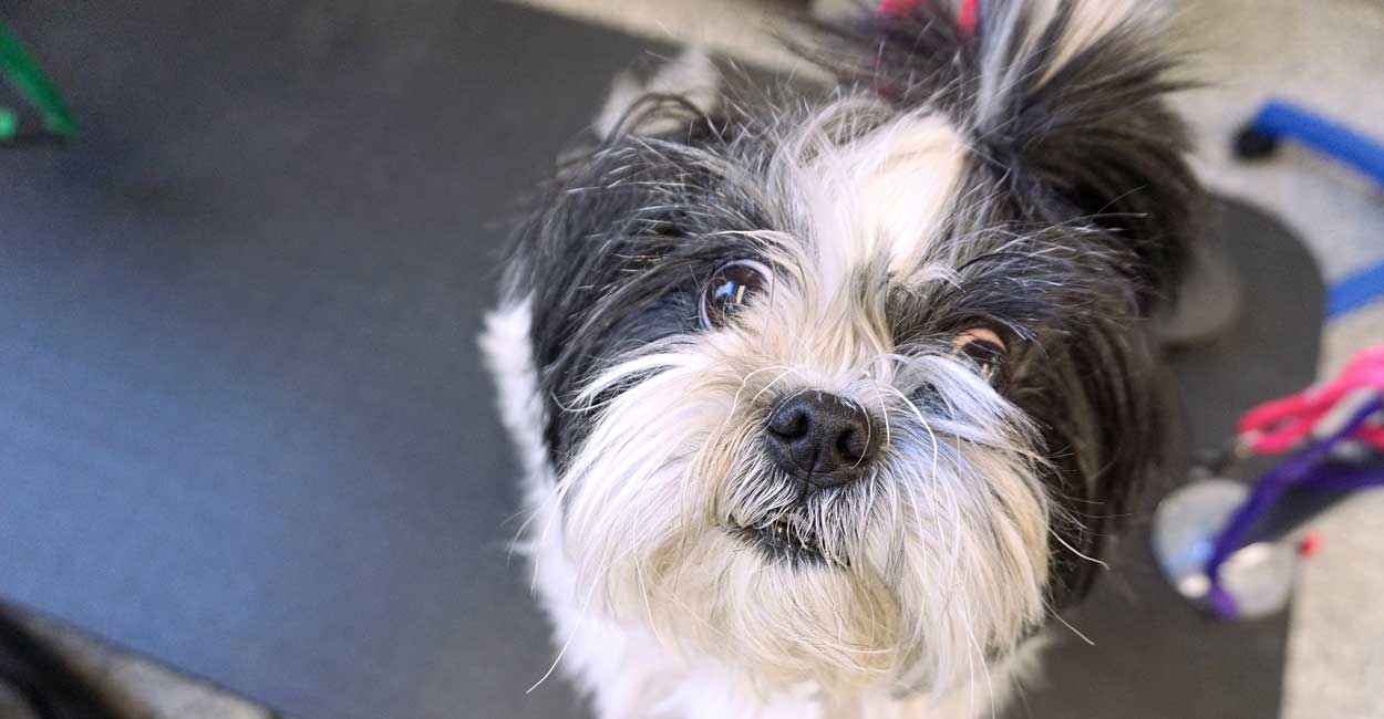Chicago Dog Grooming Requirements