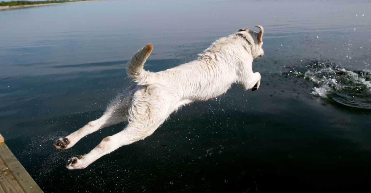 Dog Training in Chicago Dock Diving Overview