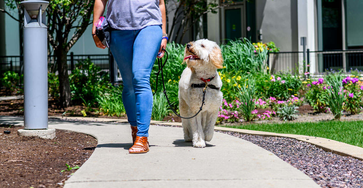 Dog Obedience Training Classes in Chicago