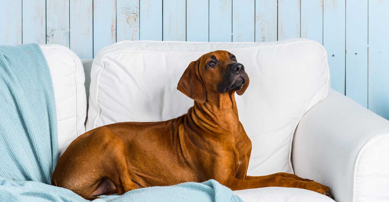 Chicago Private Lesson Dog Training Prices