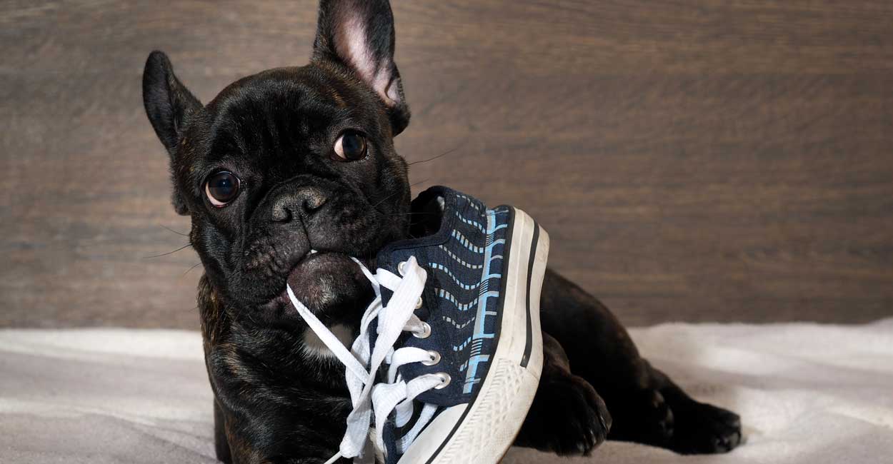 Chicago Dog Training Prices