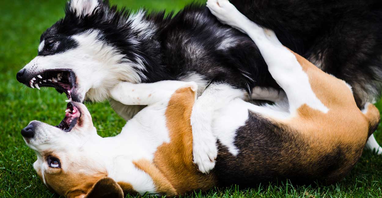 Benefits of Dog Training