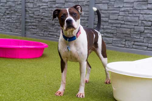 Pit Bull in Dog Daycare