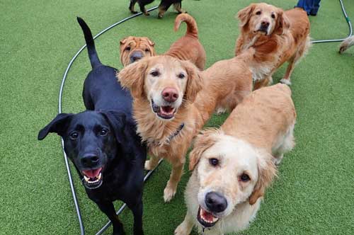 Having a Blast in Dog Daycare