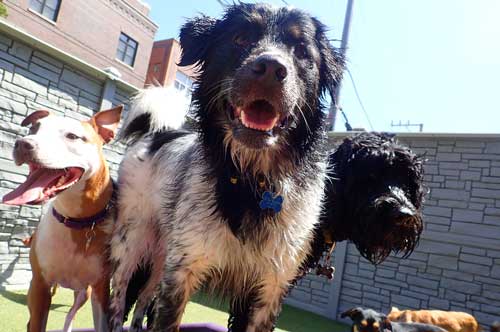 Big Dogs in Dog Daycare