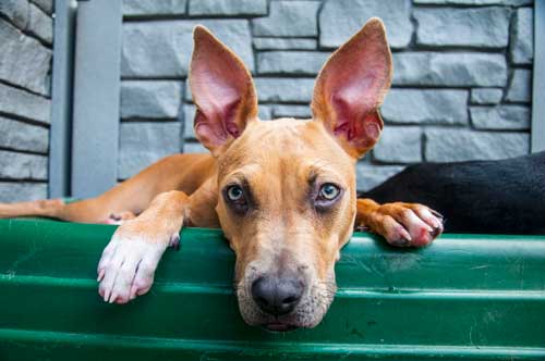 Big Ears in Dog Daycare