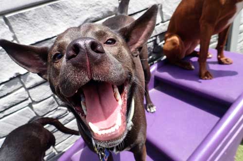 Having a Big Laugh in Dog Daycare