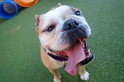 Frenchie with Tongue Out in Dog Daycare