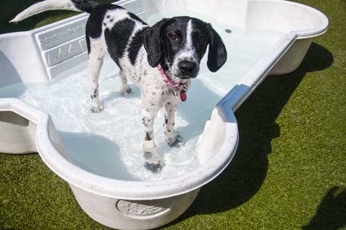 Black and White Dog in Dog Daycare