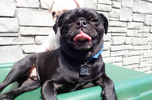 Puggle in Dog Daycare