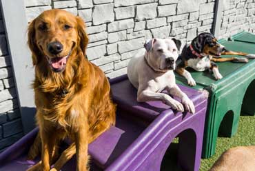 dog day care gold coast