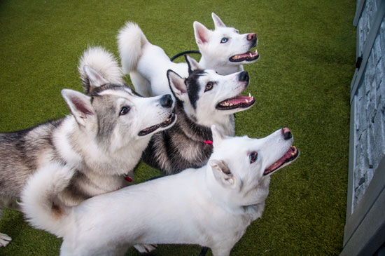 Chicago Dog Boarding with Doggie Daycare