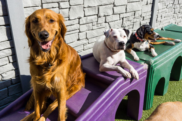Happy Dogs in Boarding in Chicago