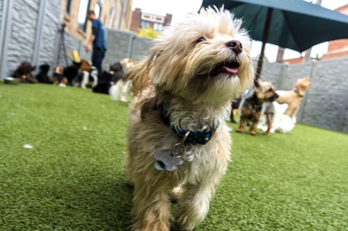 Boarding a Small Dog in Chicago