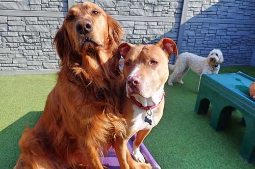 Hugging it out in Dog Daycare