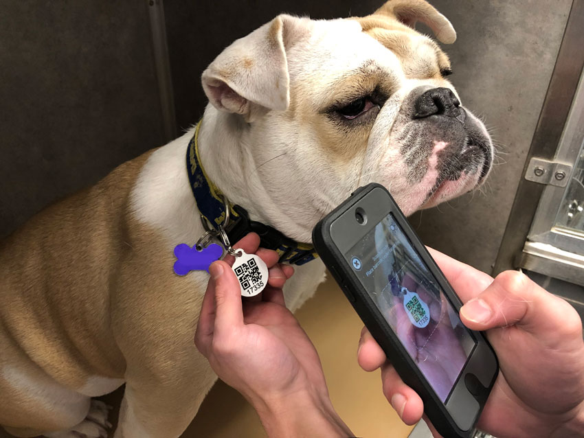 Scanning a Dog's Barcode While Boarding in Chicago