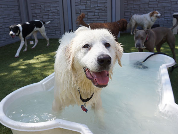 Dog Boarding in Chicago with Pools and Playground Equipment