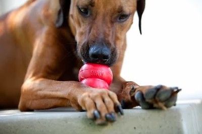 Dog Boarding with Peanut Butter Kong in Chicago