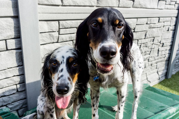 Dog Boarding Promotion