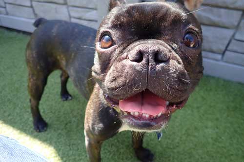 Happy French Bulldog in Dog Daycare