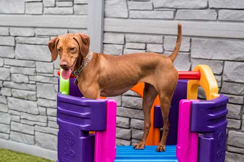 On Playground Equipment in Dog Daycare