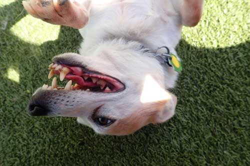 Rolling Around in Dog Daycare