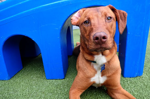 Hiding Under the Slide in Dog Daycare