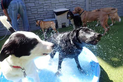 Splashing Water in Dog Daycare