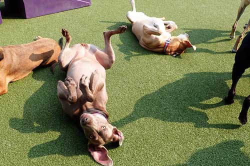 Dogs Lying in the Sun in Dog Daycare
