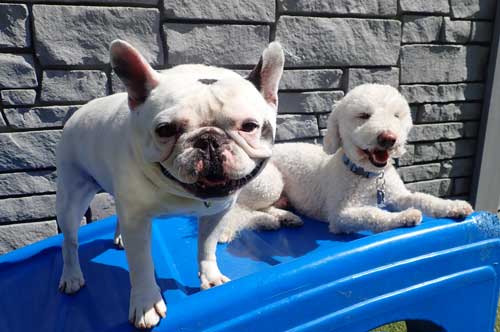 Small Dogs on the Slide in Dog Daycare