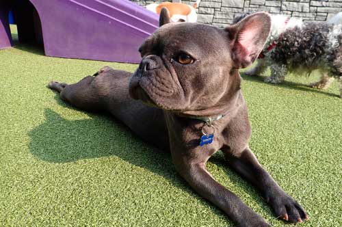 French Bulldog Lying in the Sun in Dog Daycare