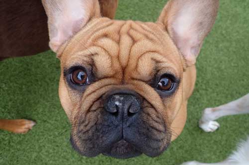 Serious Frenchie in Dog Daycare
