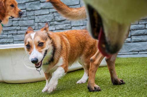 Chasing a Corgi in Dog Daycare