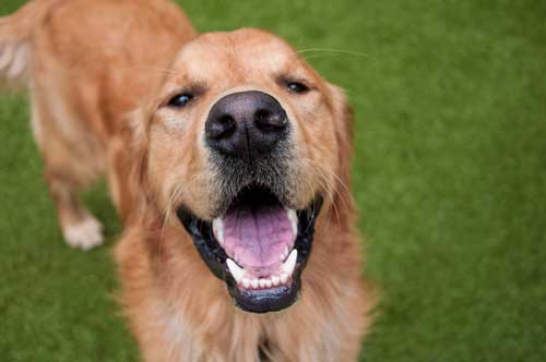 Lovable Golden Retriever in Dog Daycare