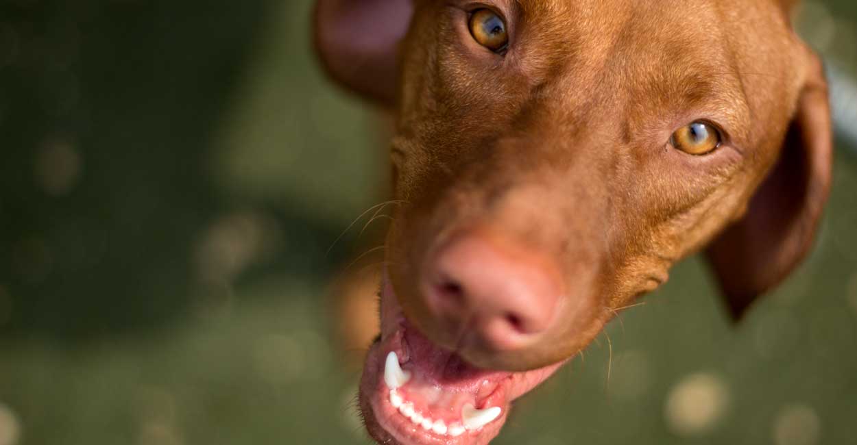 Happy Dog in Daycare when Boarding in Chicago