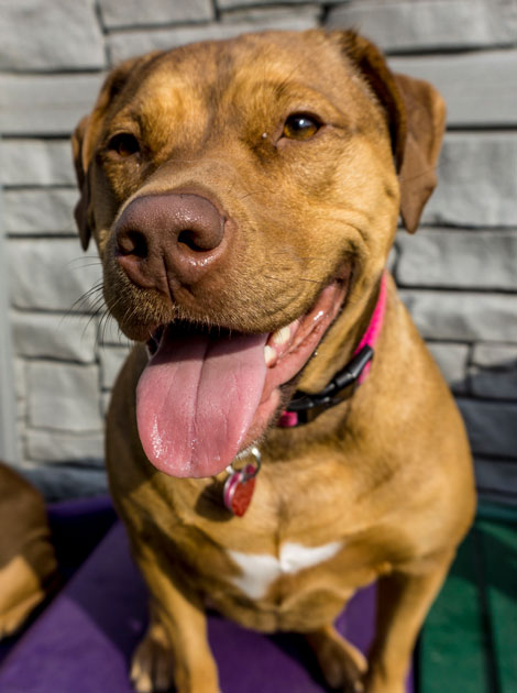 Happy in Dog Boarding