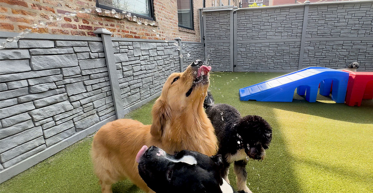 Chicago Dog Boarding Cancellation Policy