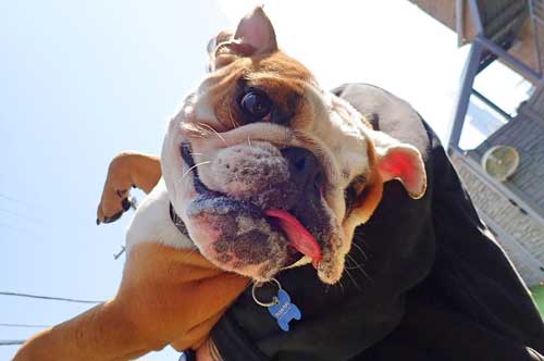 Happy Bulldog in Dog Daycare