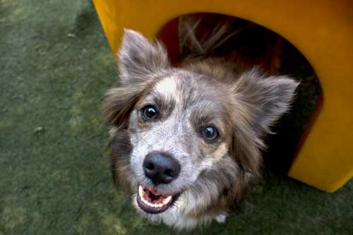 Happy to be in Dog Daycare