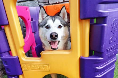 Siberian Husky in Dog Daycare