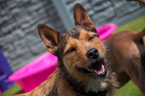 Laughing in Dog Daycare