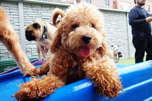 Mini Golden Doodle on Slide in Dog Daycare