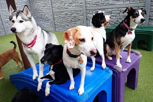 Paw Patrol in Dog Daycare