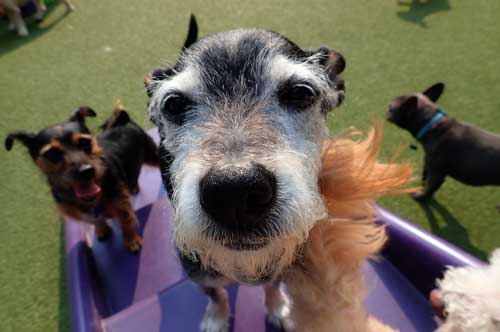 Schnauzer on Patrol in Dog Daycare