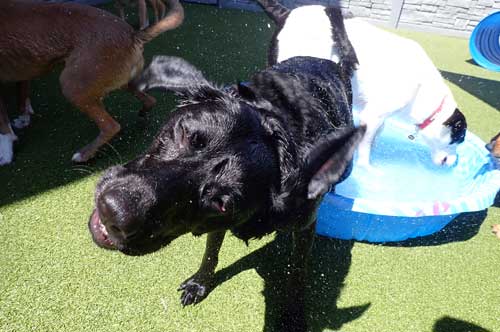 Playing in the Pool in Dog Daycare