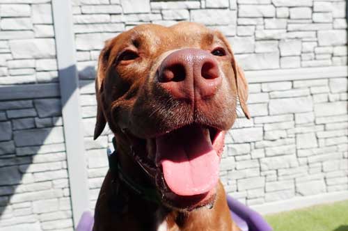 Dogs Smiling at the Sun in Dog Daycare