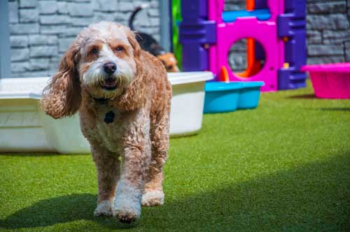 Cocker Spaniel in Dog Daycare